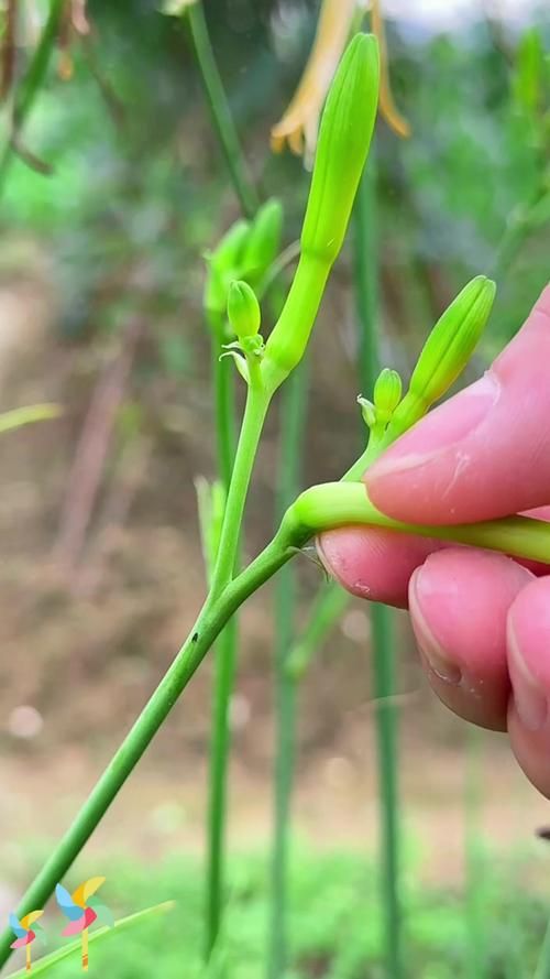 天天5g探花忘忧草种植方法简单易学快来试试