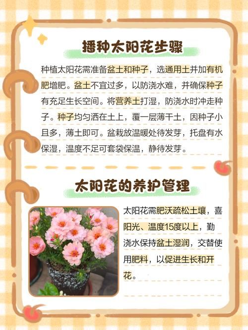 天天5g探花忘忧草种植方法简单易学快来试试