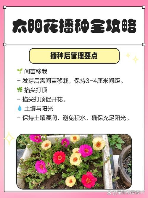 天天5g探花忘忧草种植方法简单易学快来试试