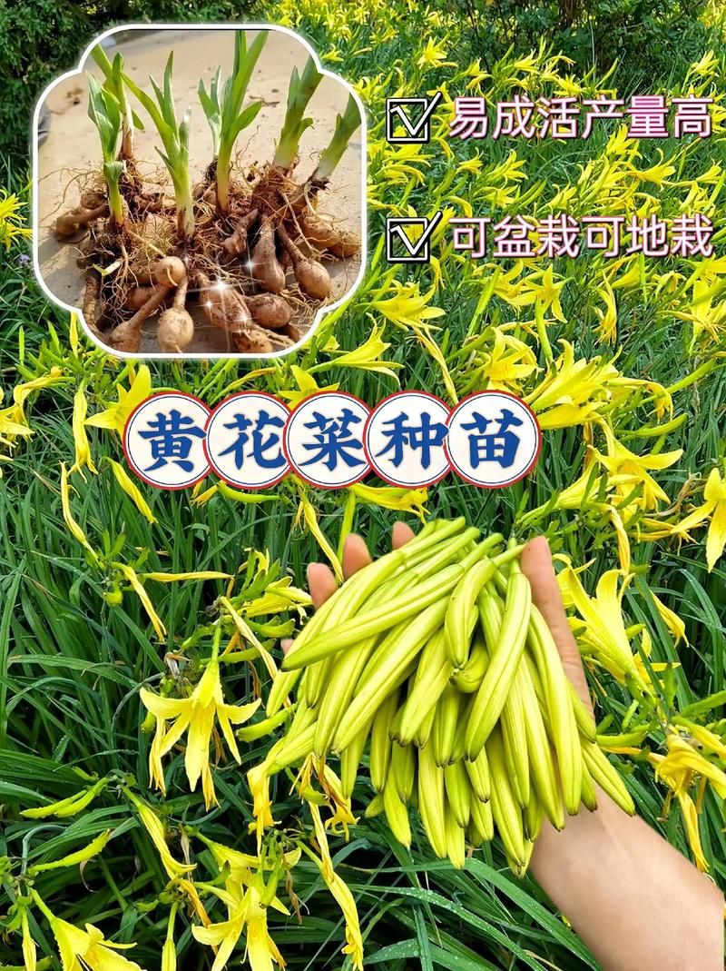 天天5g探花忘忧草种植方法简单易学快来试试