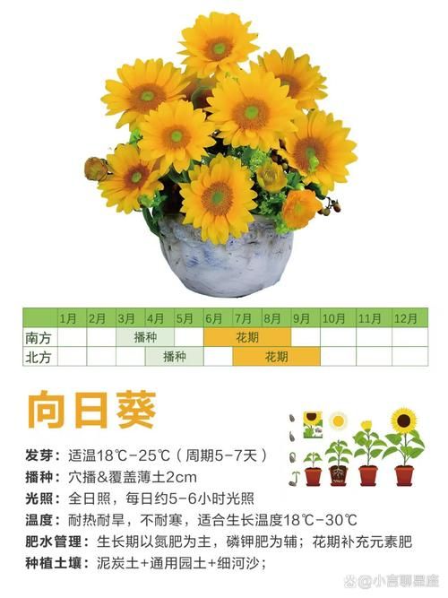 天天5g探花忘忧草种植方法简单易学快来试试