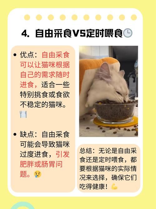 小白龟的猫分享饕餮盛宴的独家秘籍