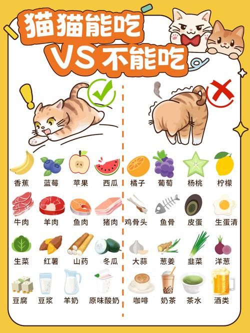 小白龟的猫分享饕餮盛宴的独家秘籍