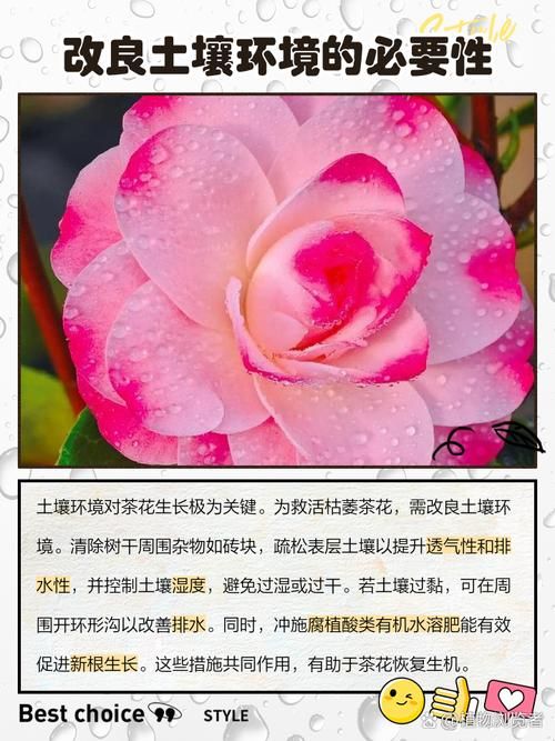 小花仙拯救花种攻略分享 轻松拯救枯萎花朵技巧
