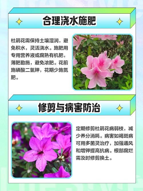小花仙拯救花种攻略分享 轻松拯救枯萎花朵技巧