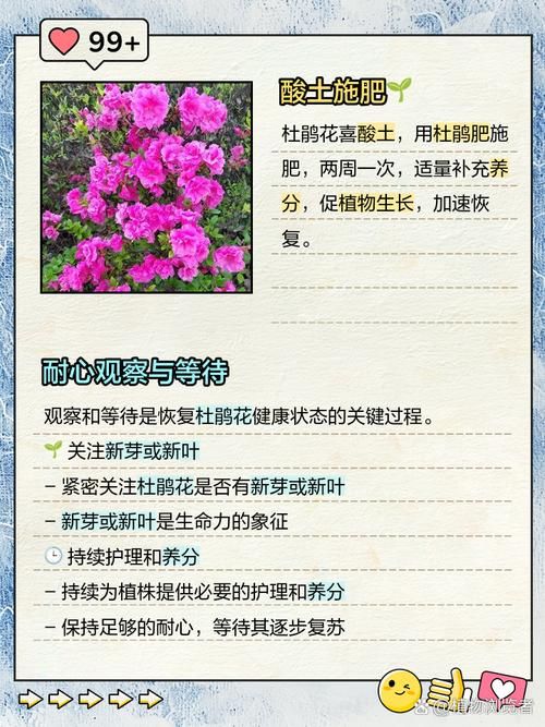 小花仙拯救花种攻略分享 轻松拯救枯萎花朵技巧