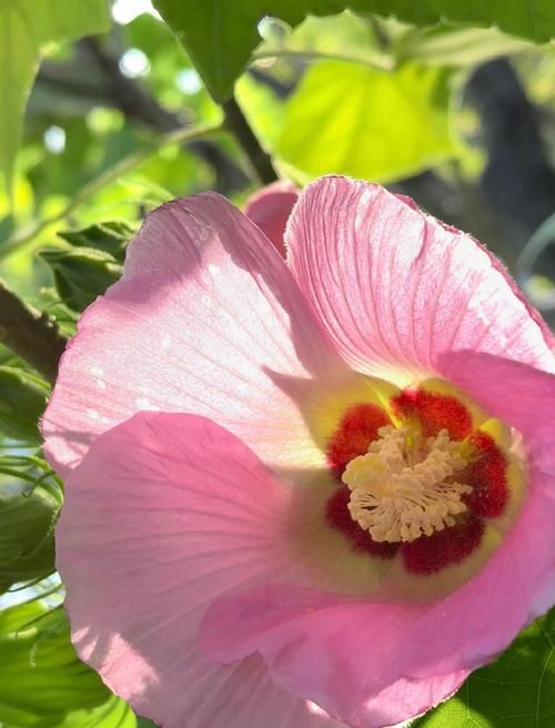 小花仙粉色芙蓉花怎么养才能开得更美
