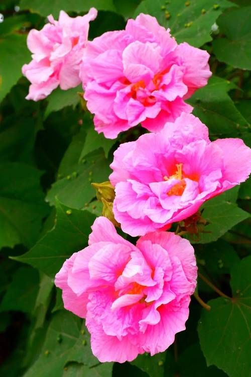 小花仙粉色芙蓉花怎么养才能开得更美
