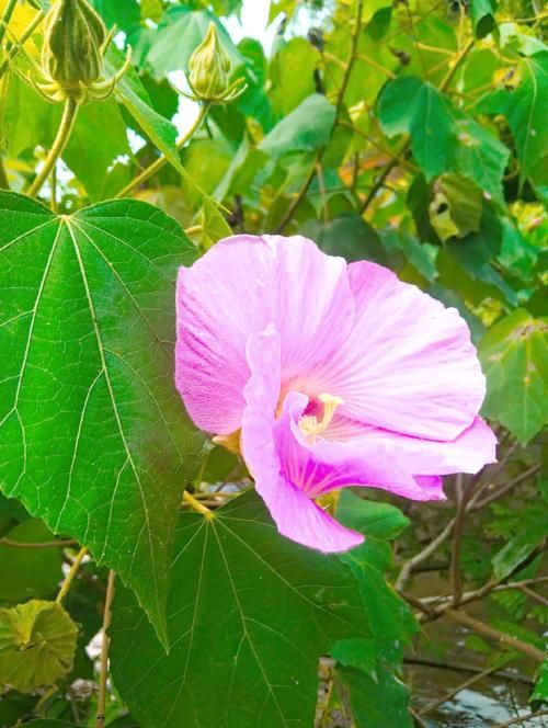 小花仙粉色芙蓉花怎么养才能开得更美