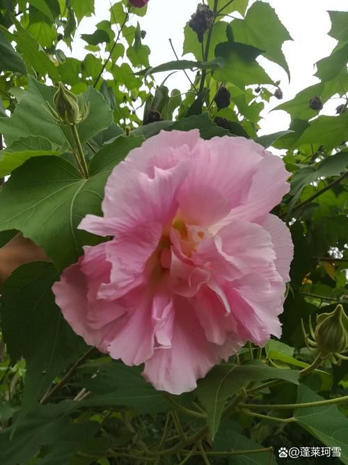 小花仙粉色芙蓉花怎么养才能开得更美