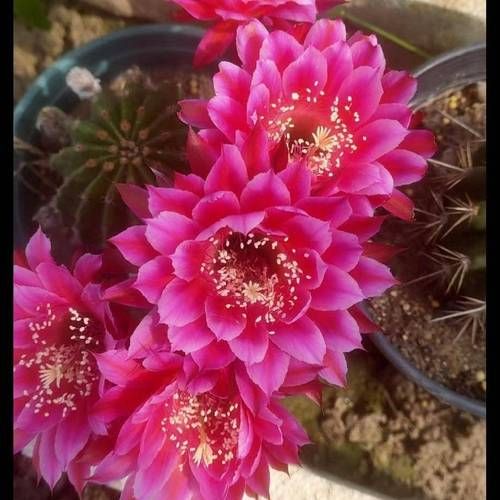 小花仙粉色芙蓉花怎么养才能开得更美