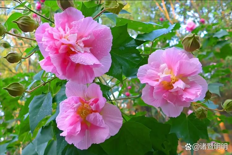 小花仙粉色芙蓉花怎么养才能开得更美