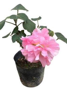 小花仙粉色芙蓉花怎么养才能开得更美
