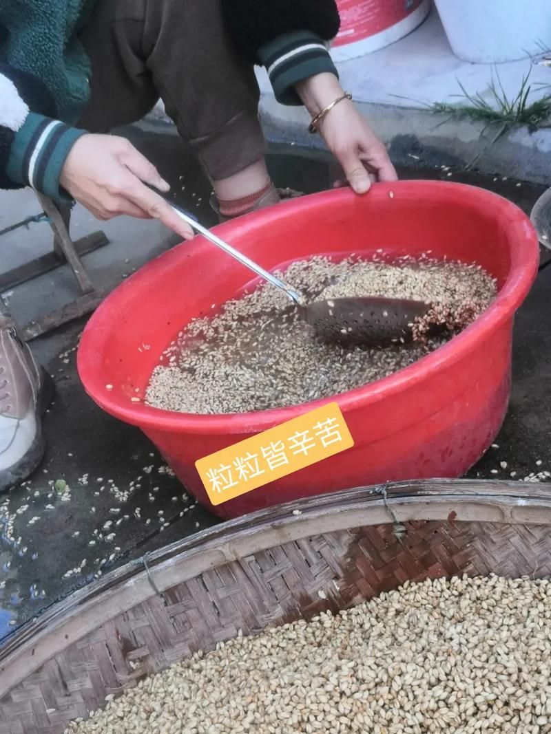 小麦怎么变成面粉的 从收割到磨粉全流程揭秘