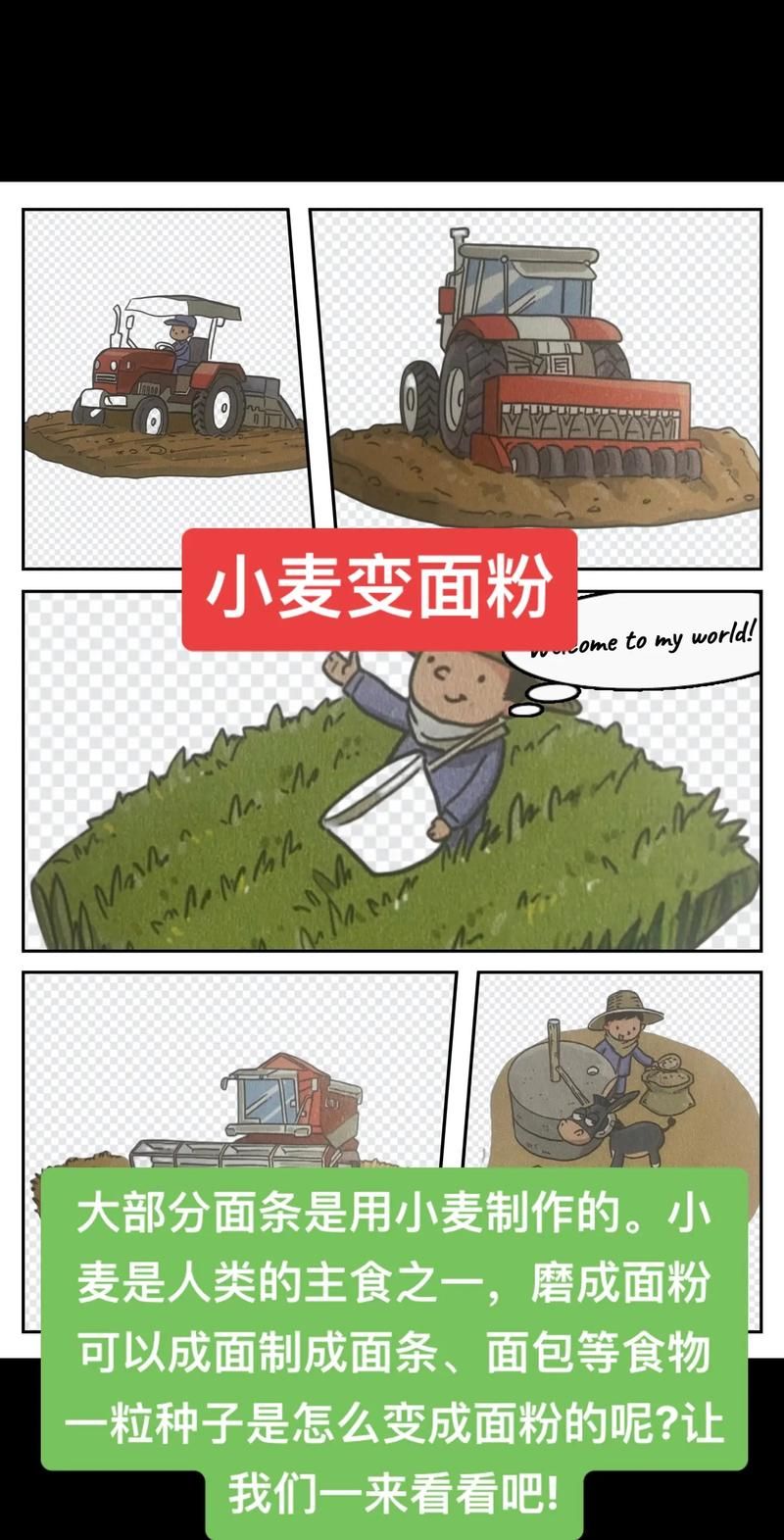 小麦怎么变成面粉的 从收割到磨粉全流程揭秘