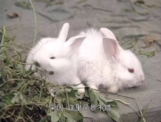 属于冷公主的幸福故事 揭秘她如何找到真爱