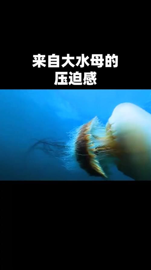 巨大水母群覆盖海面奇观 专家揭秘背后原因