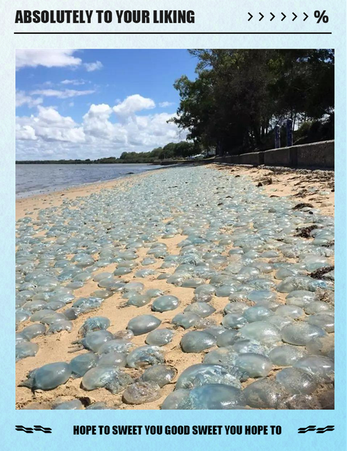 巨大水母群覆盖海面奇观 专家揭秘背后原因