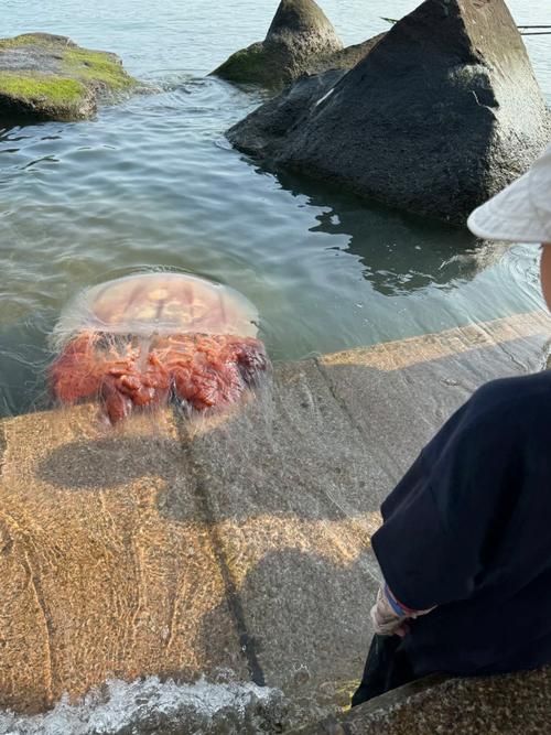 巨大水母群覆盖海面奇观 专家揭秘背后原因