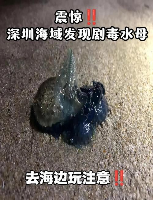 巨大水母群覆盖海面奇观 专家揭秘背后原因