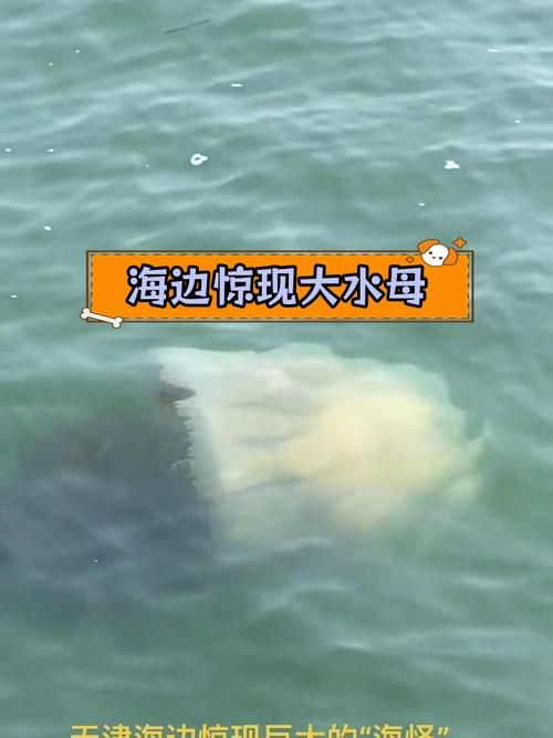 巨大水母群覆盖海面奇观 专家揭秘背后原因