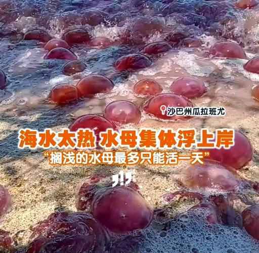 巨大水母群覆盖海面奇观 专家揭秘背后原因