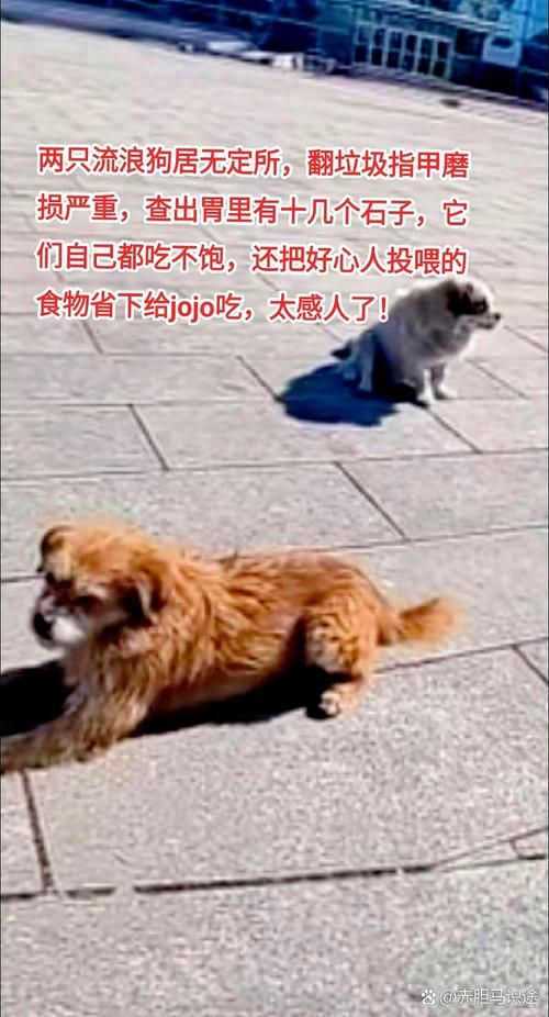 差不多先生哈狗帮的故事原来这么有趣