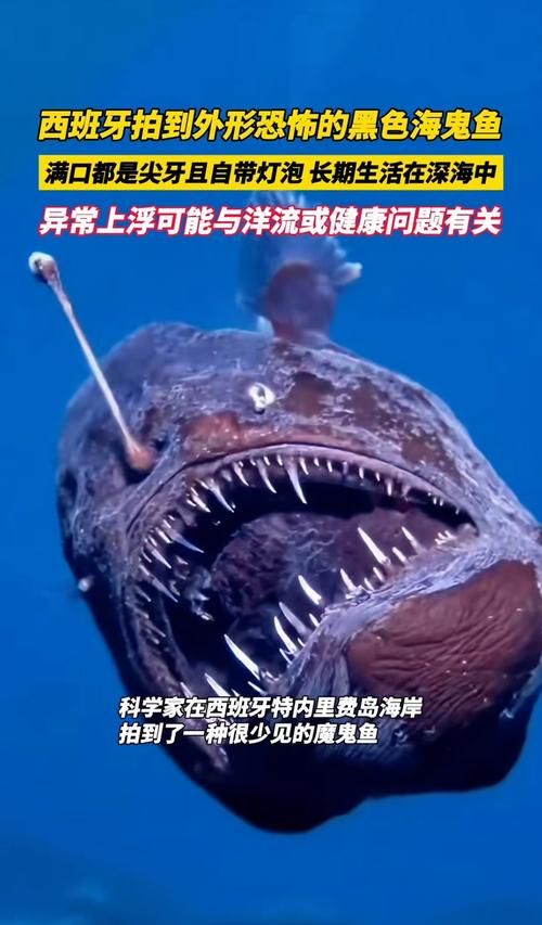幽灵鱼最吓人的图片高清版慎入