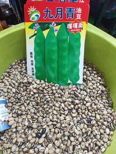 想知道九月青豆角产自哪里看这篇就够了
