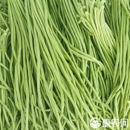 想知道九月青豆角产自哪里看这篇就够了