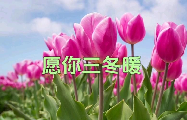愿你三冬暖是什么歌这首歌的原唱是谁