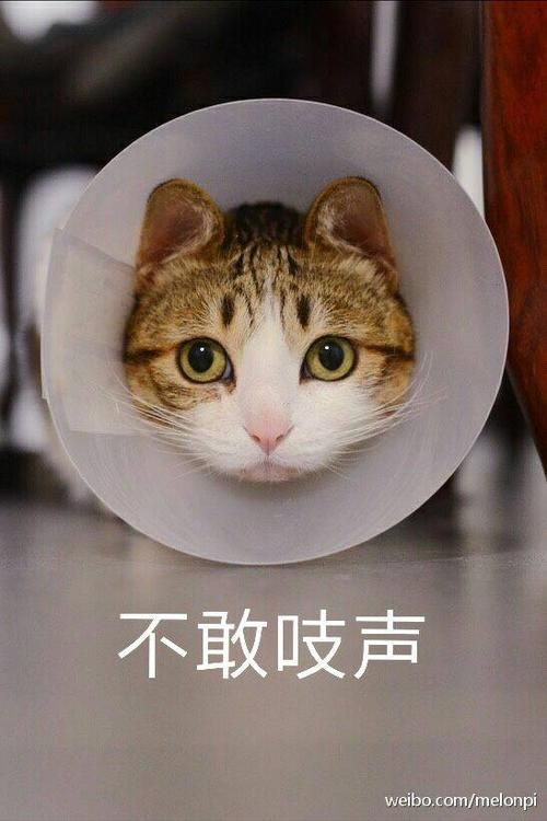 我是白骨精qq表情包下载 超火表情包一键收藏