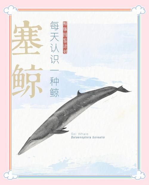 打孔巨匠的海洋生物如何影响海洋生态系统
