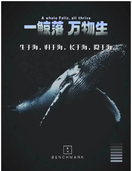 打孔巨匠的海洋生物如何影响海洋生态系统