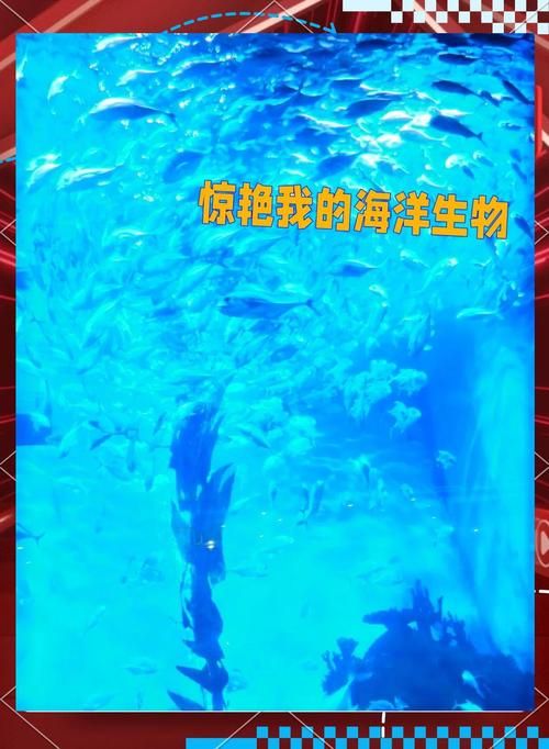 打孔巨匠的海洋生物如何影响海洋生态系统