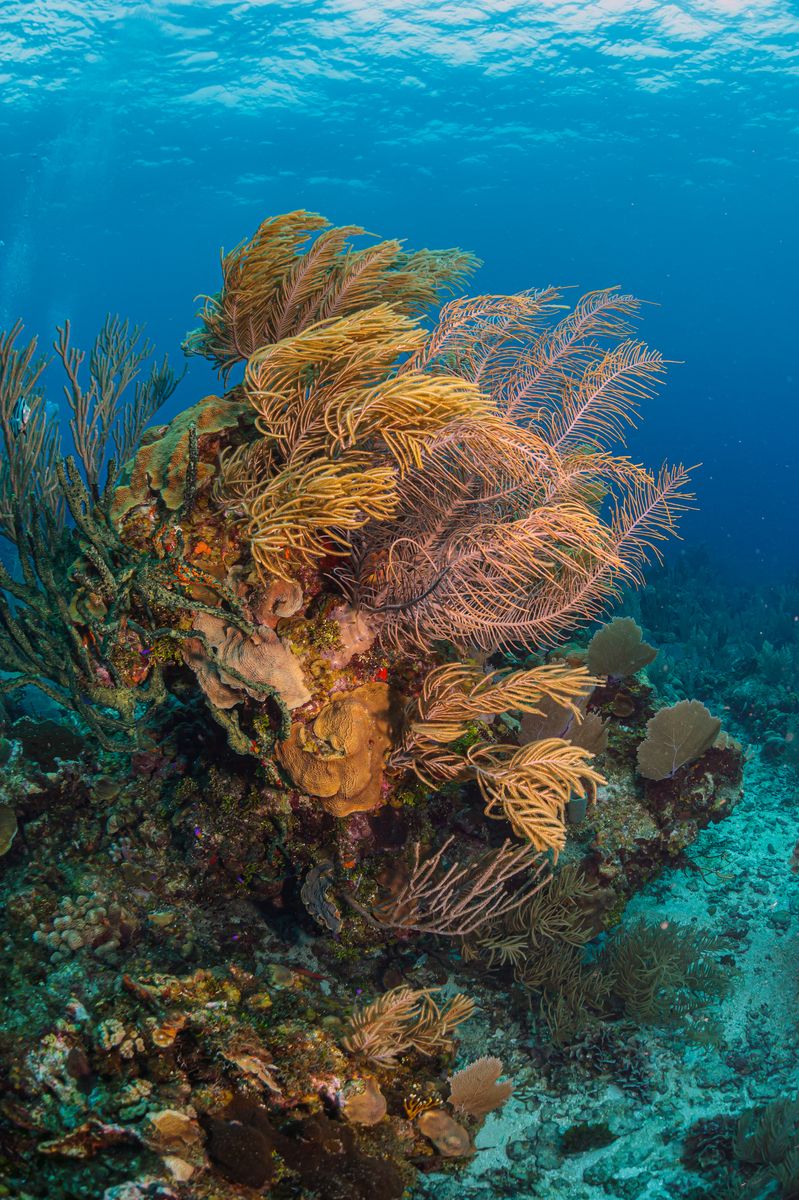 打孔巨匠的海洋生物如何影响海洋生态系统