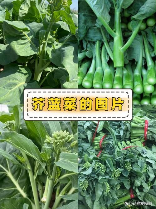 芥兰和芥蓝的区别大比拼哪个更适合你吃