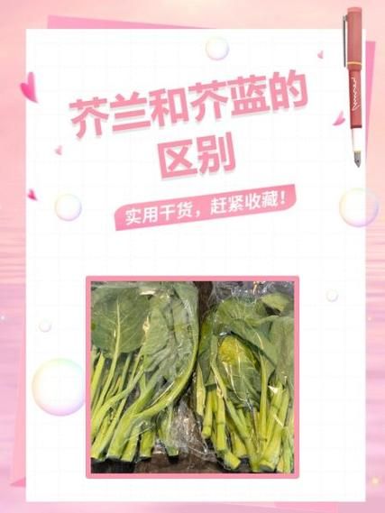 芥兰和芥蓝的区别大比拼哪个更适合你吃