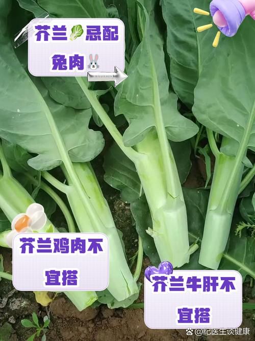 芥兰和芥蓝的区别大比拼哪个更适合你吃