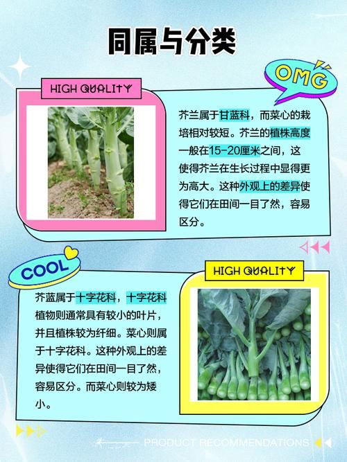 芥兰和芥蓝的区别大比拼哪个更适合你吃