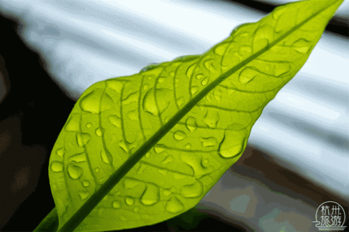雨后的故事动态图 雨后彩虹下的城市美景