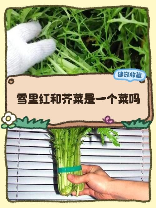 雪菜为什么叫雪里红南北方的叫法差异在这里