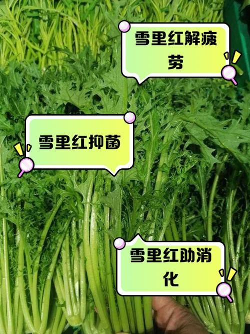 雪菜为什么叫雪里红南北方的叫法差异在这里