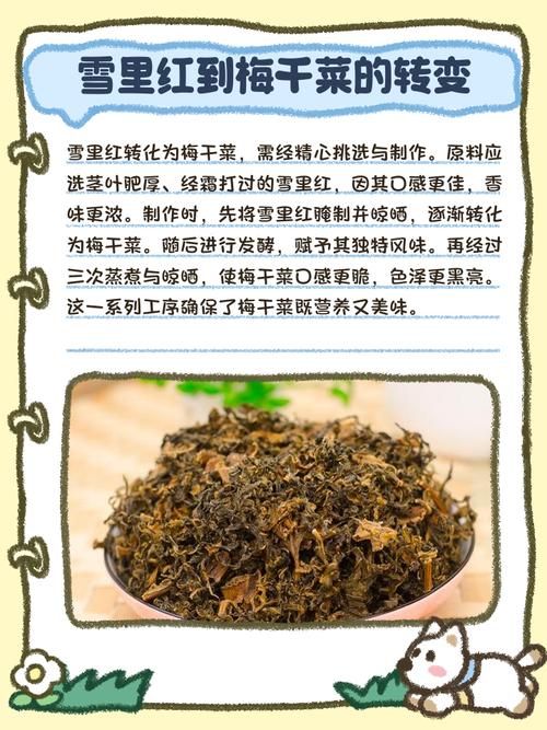 雪菜为什么叫雪里红南北方的叫法差异在这里