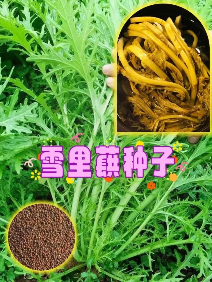 雪菜为什么叫雪里红南北方的叫法差异在这里