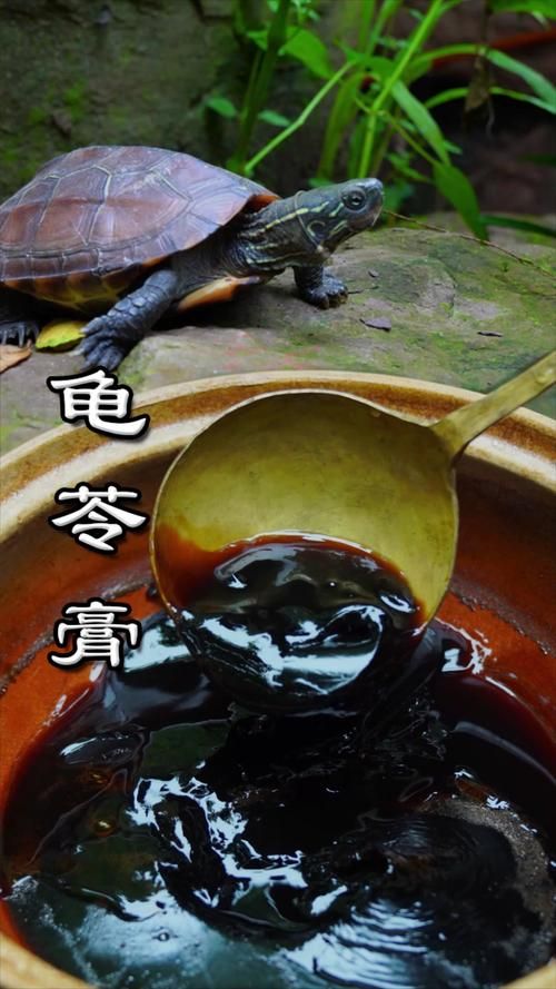龟苓膏真的有乌龟吗 带你了解它的制作过程
