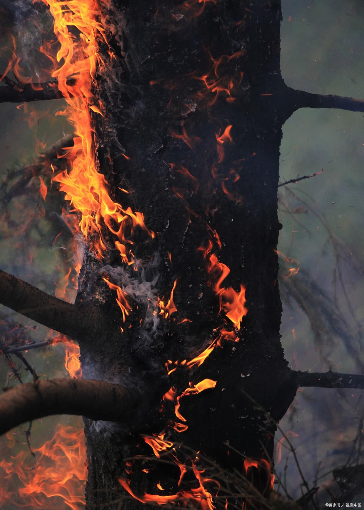 离火之境十大必养宠物