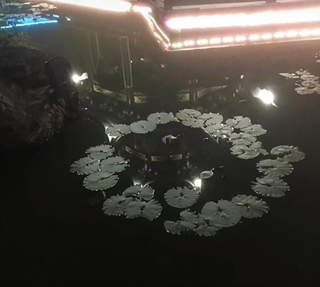 “寒P”再这么疯下去,老外都得被传染了