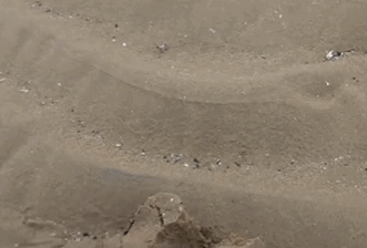 “寒P”再这么疯下去,老外都得被传染了