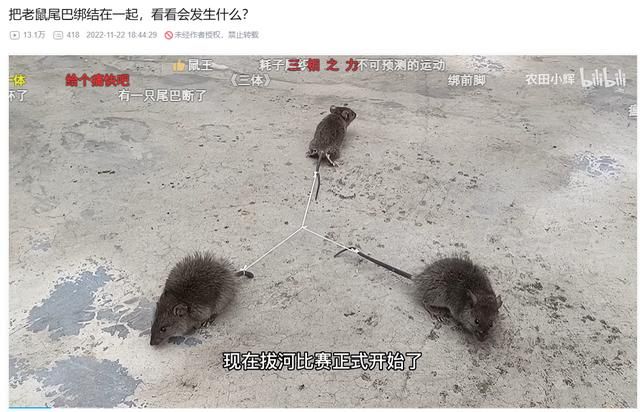 2025年了,大伙的电子榨菜怎么会是赛博“除四害”?